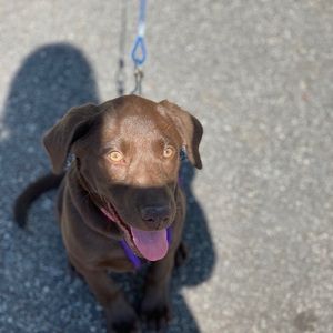 Meet your Posher, Lori